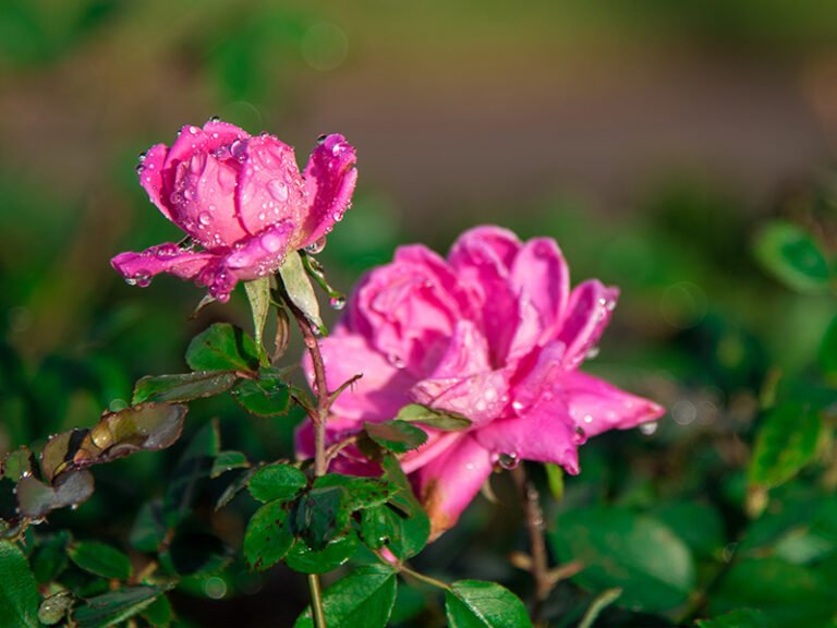 Rose-plants-planting-base-2