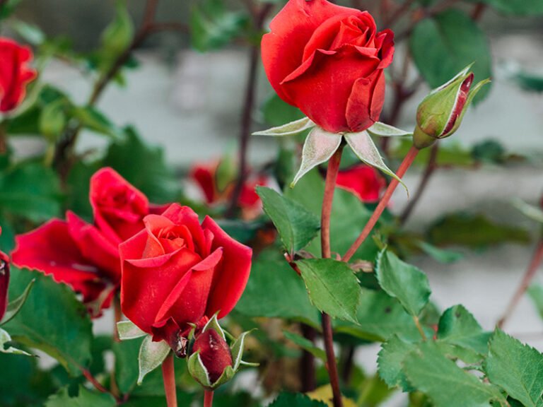 Rose-plants-planting-base-3