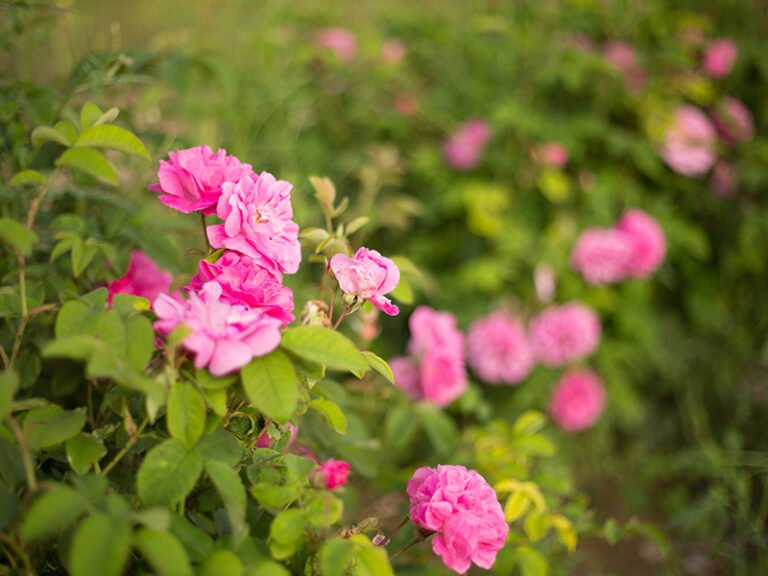 Rose-plants-planting-base-4