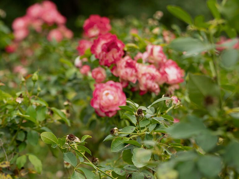 Rose-plants-planting-base-5