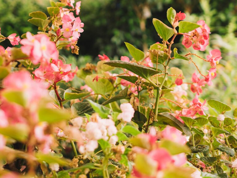 Rose-plants-planting-base-6