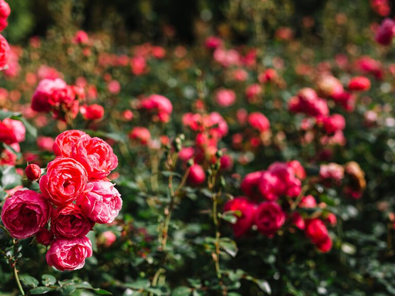 Rose-plants-planting-base-7