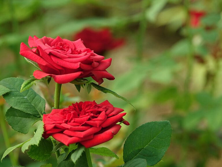 rose-plants-1