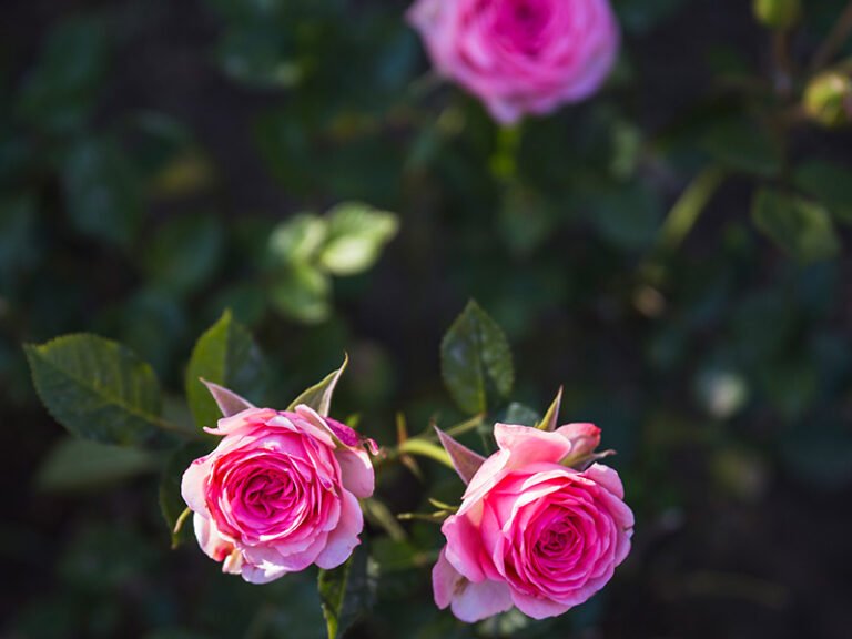 rose-plants-2