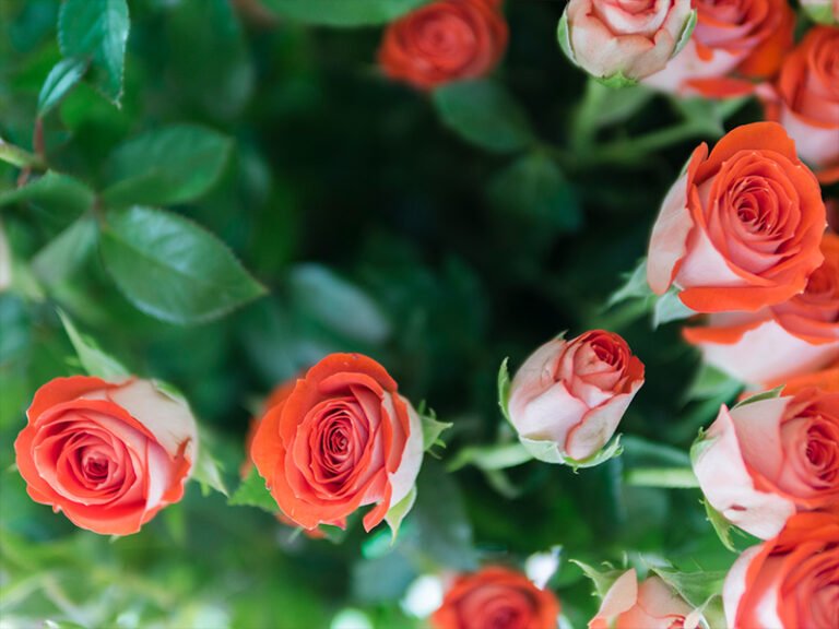 rose-plants-3
