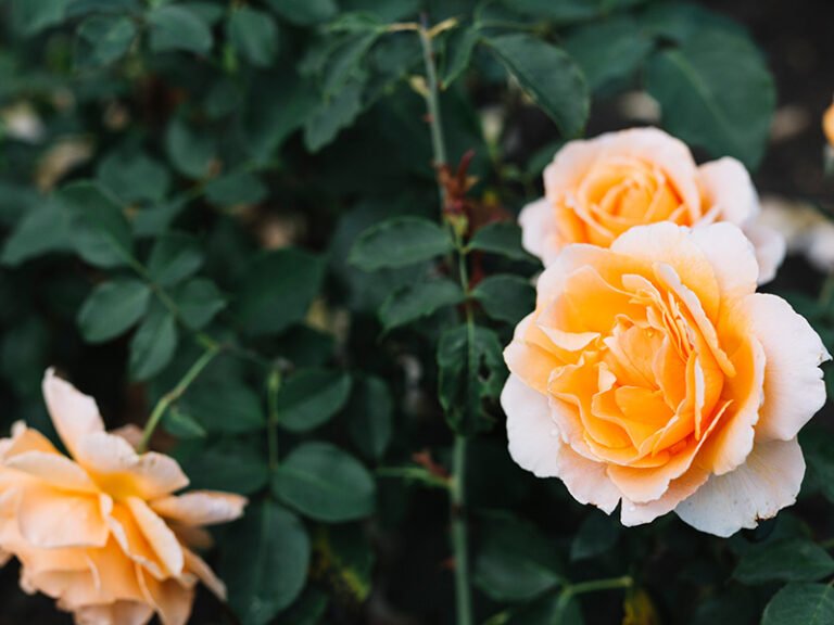 rose-plants-4