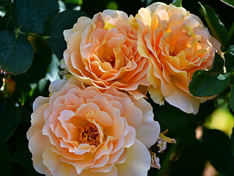 rose-plants-5