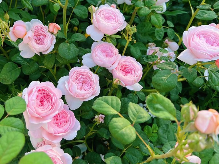 rose-plants-6